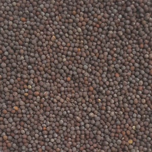Brown Mustard Seeds