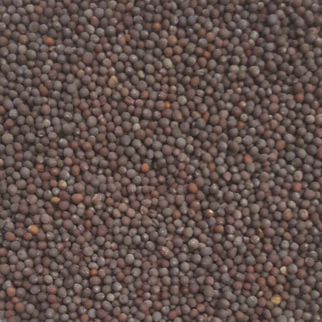 Brown Mustard Seeds