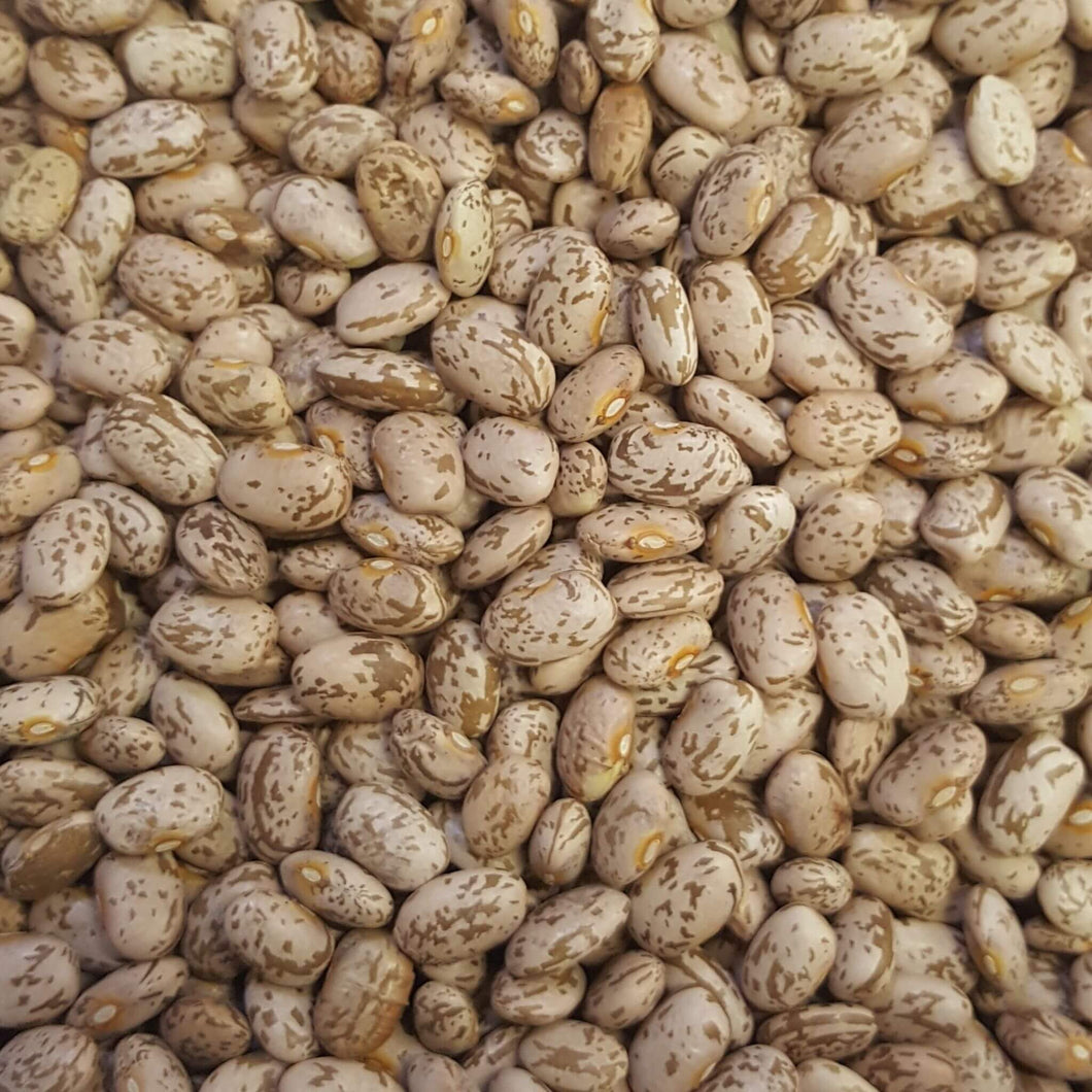 Pinto Bean