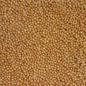 Yellow Mustard Seed