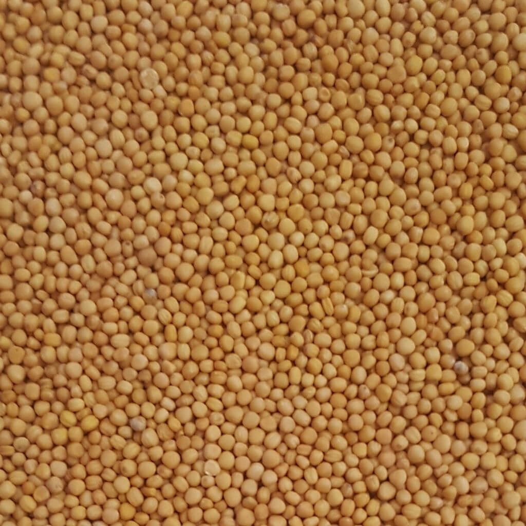Yellow Mustard Seed